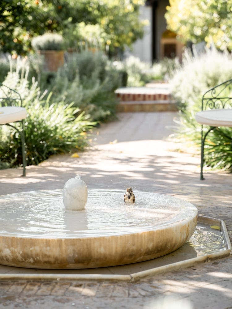 Feathers And Droplets