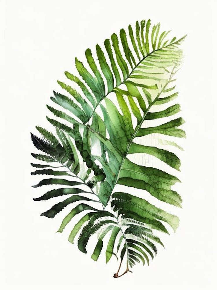 Australian Tree Fern 1 Watercolour