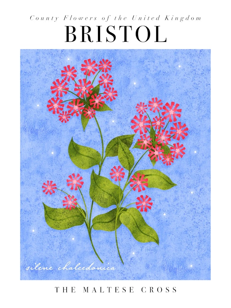 County Flower of Bristol Maltese Cross