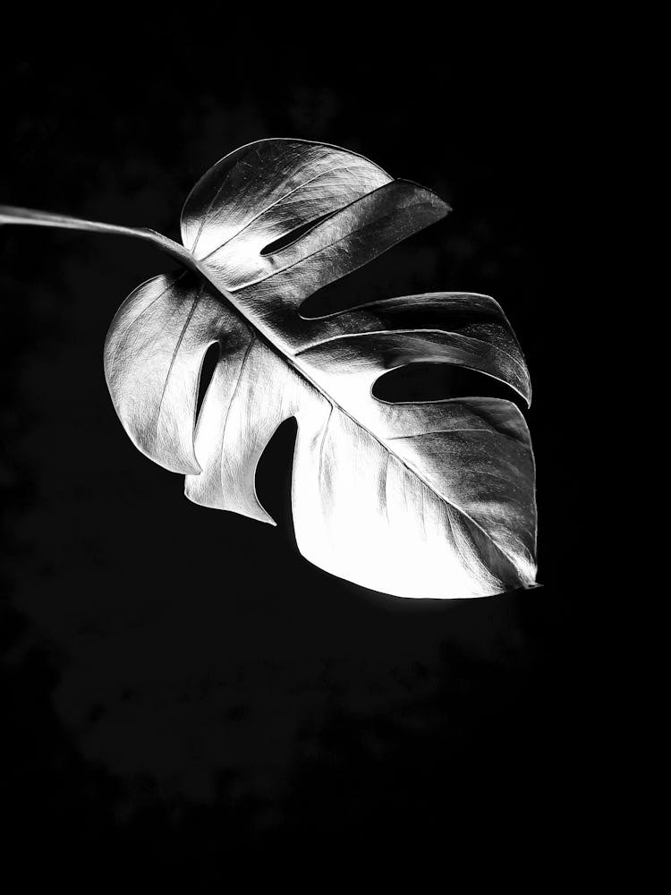 Black And White Leaf
