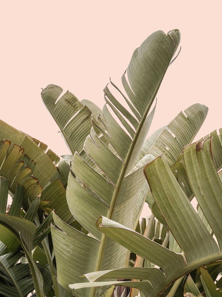 Tropical Leaves On Pastel 2