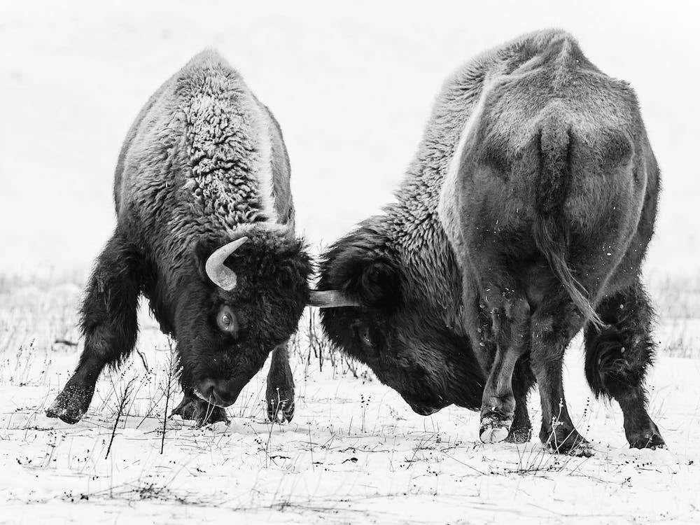 Black And White Fighting Bison