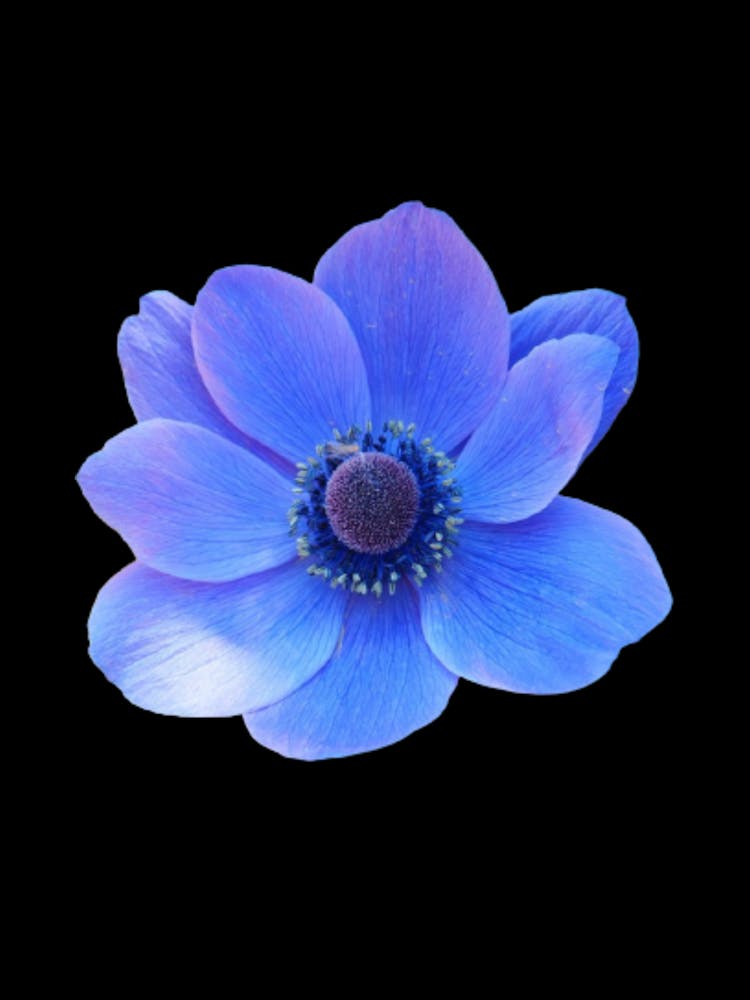 Blue Anemone Flower