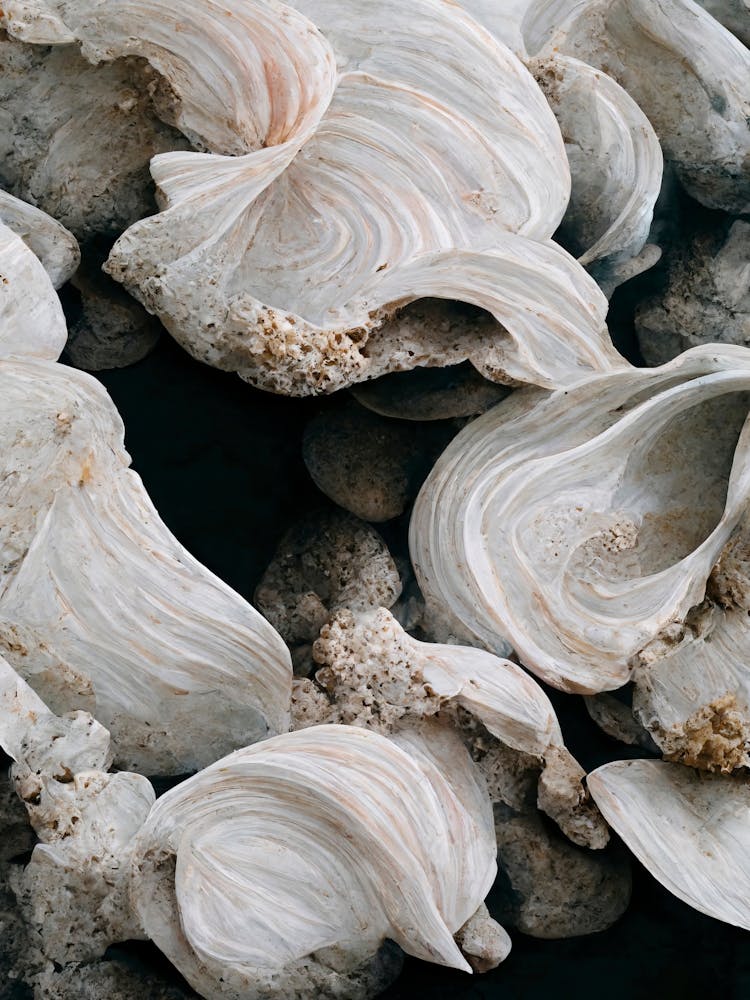 Sea Shell Detail No 1