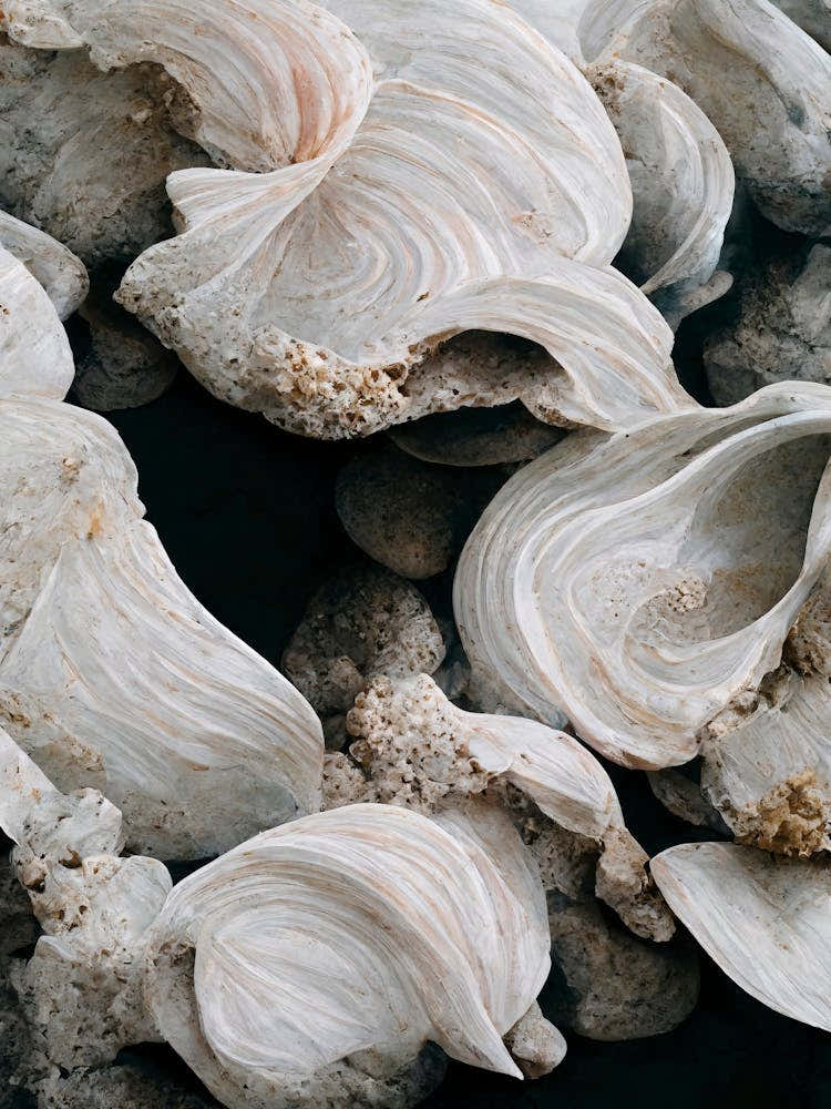 Sea Shell Detail No 1