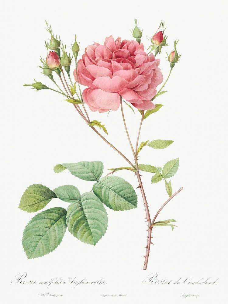 Cumberland Rose, Pierre Joseph Redoute
