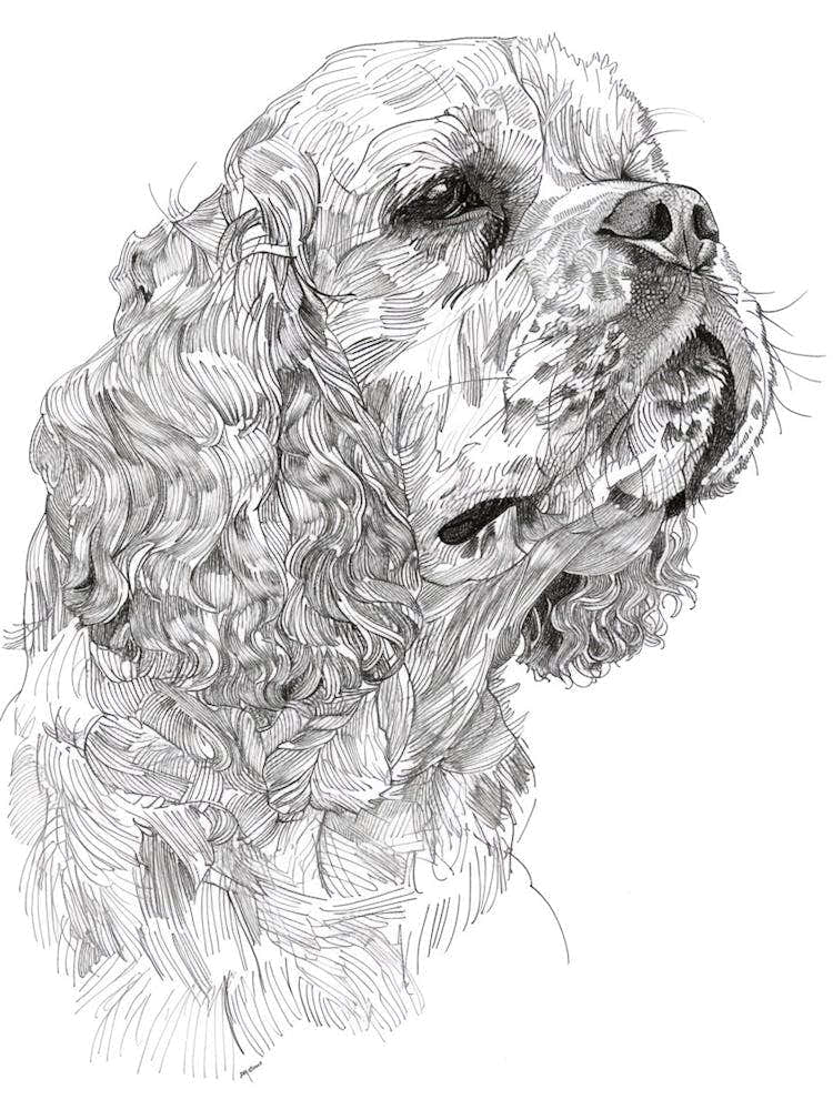 Clumber Spaniel Dog Line Sketch 3
