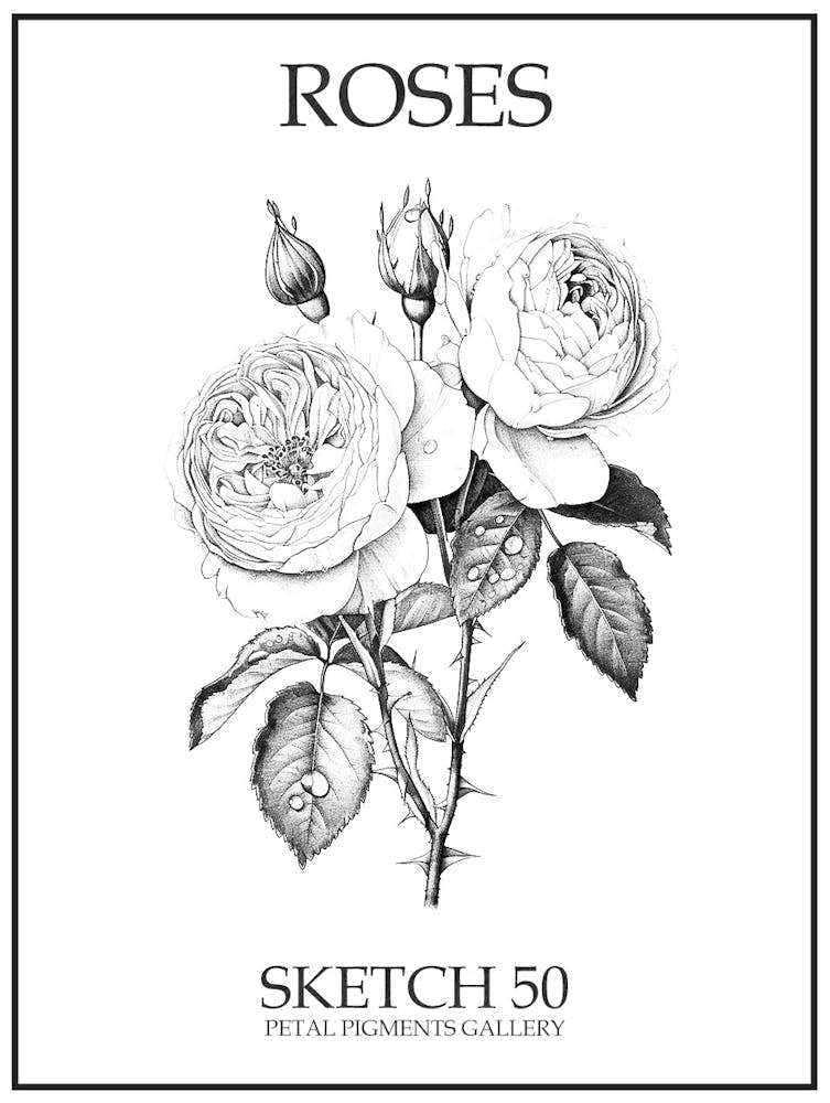 Roses Sketch 50 Poster