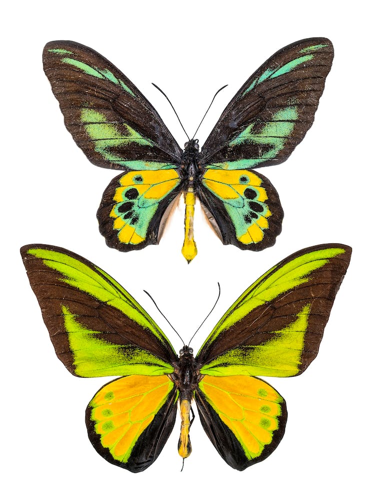 Two Green And Yellow Butterflies