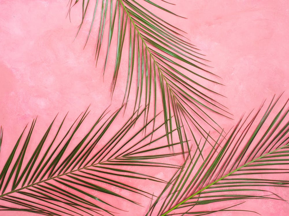Summer Palm Leaves In Pink Wall