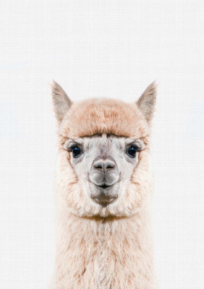 Alpaca II