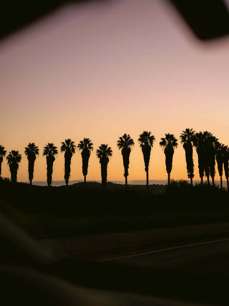 Palms of Portugal | Algarve Travel Photography