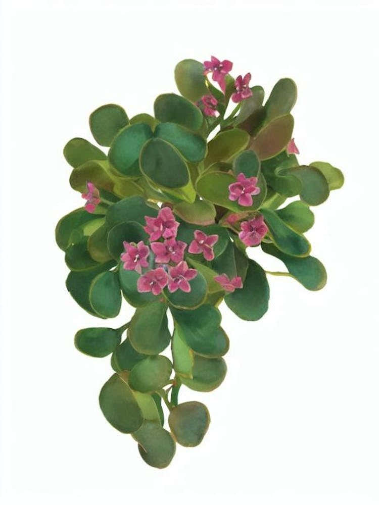 Flaming Katy (Kalanchoe Blossfeldiana) Watercolor