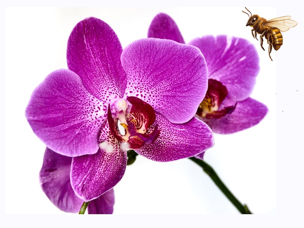 Bees And Orchids