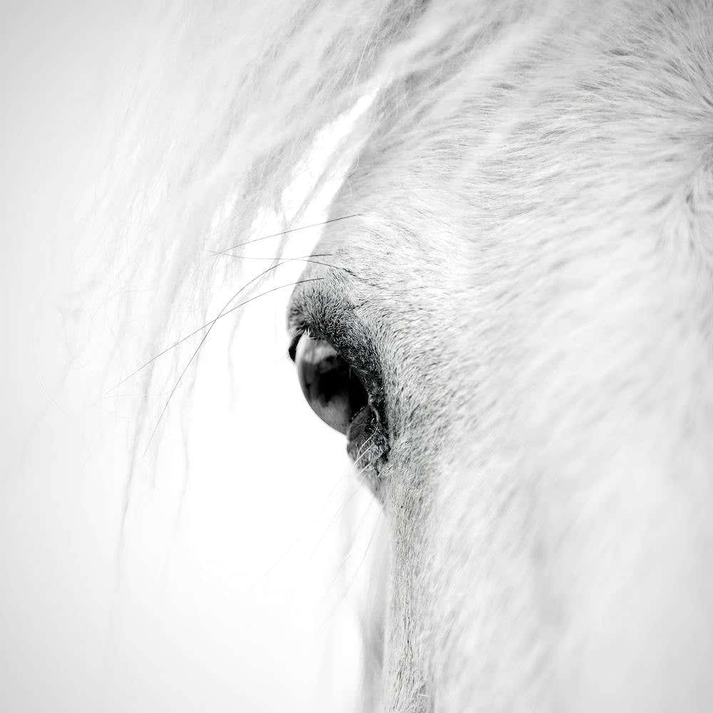 Horse Eye