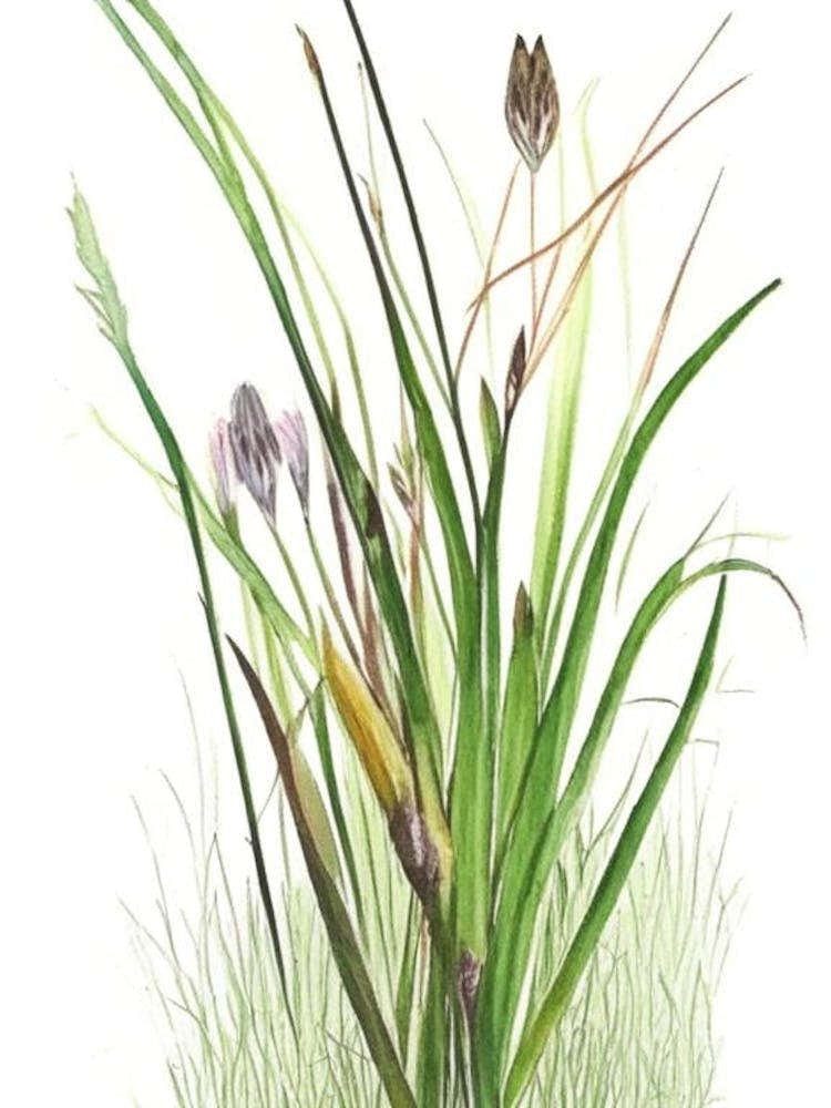 Scouring Rush Wildflower Watercolour 2