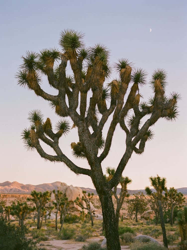 Joshua Tree Moon IX on Film