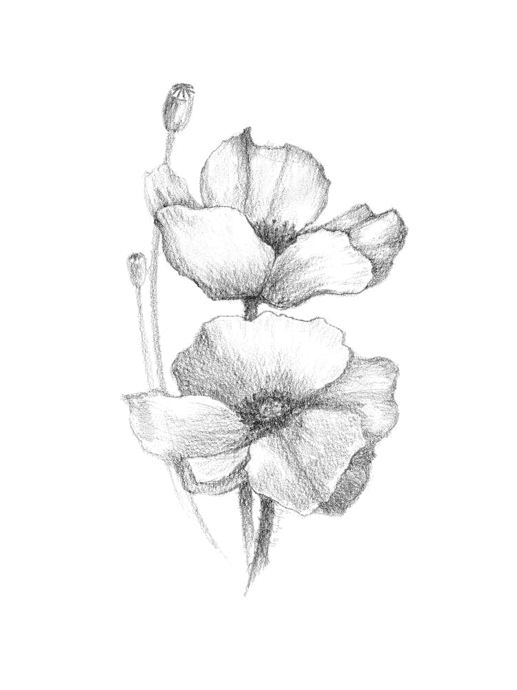 Flower II by Aga Szafranska