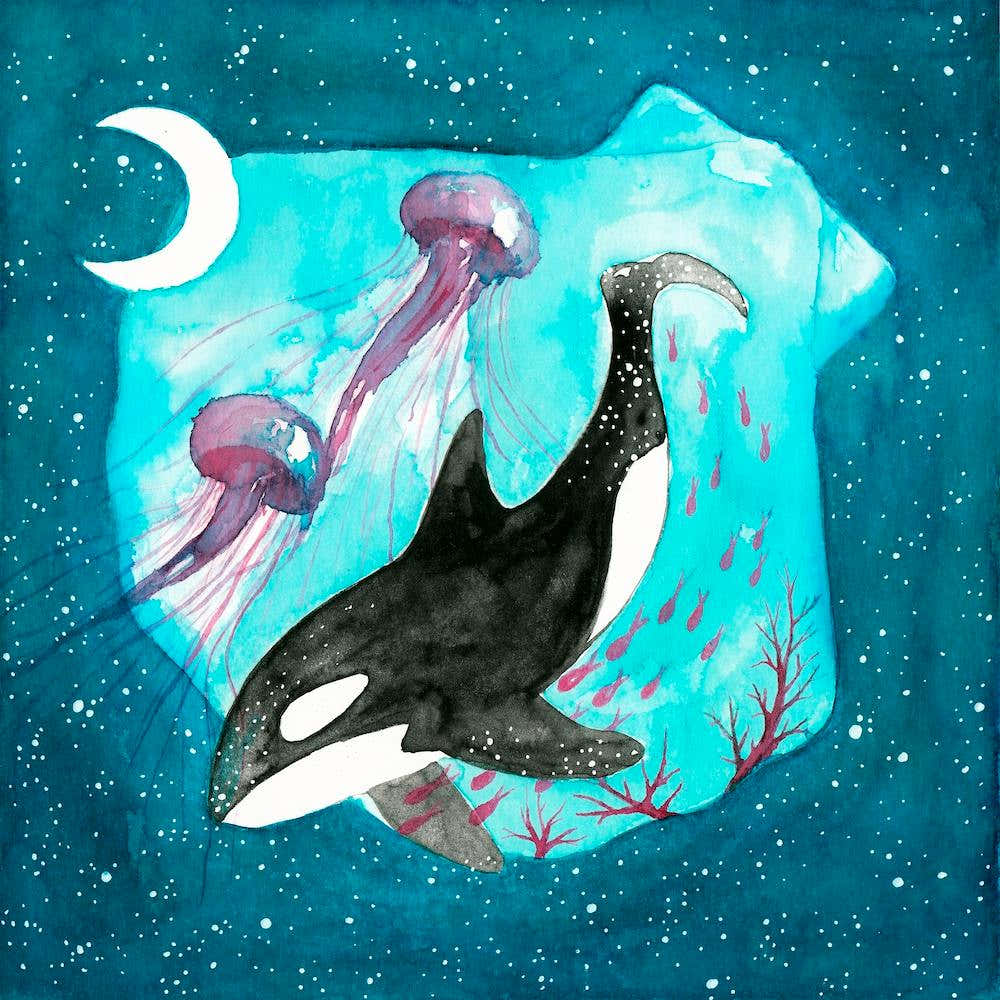 Orca
