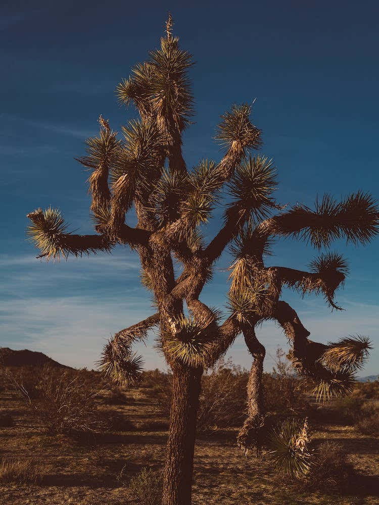 Joshua Tree National Park XX