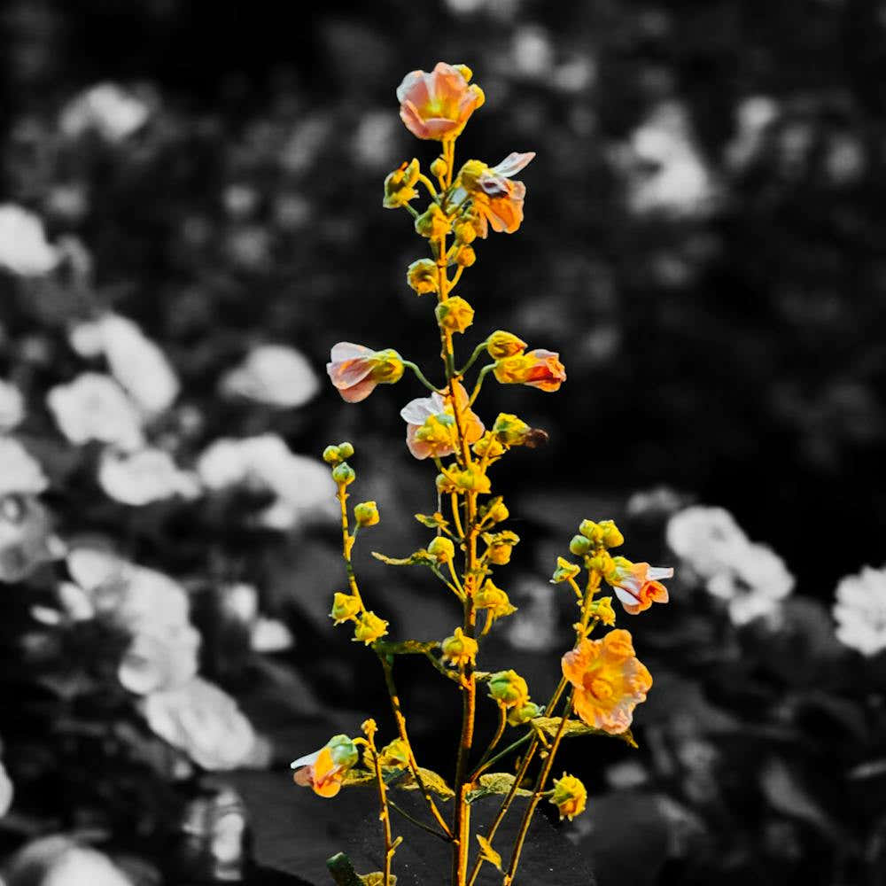 #FlowerCollection2024 - Beautiful yellow rose1