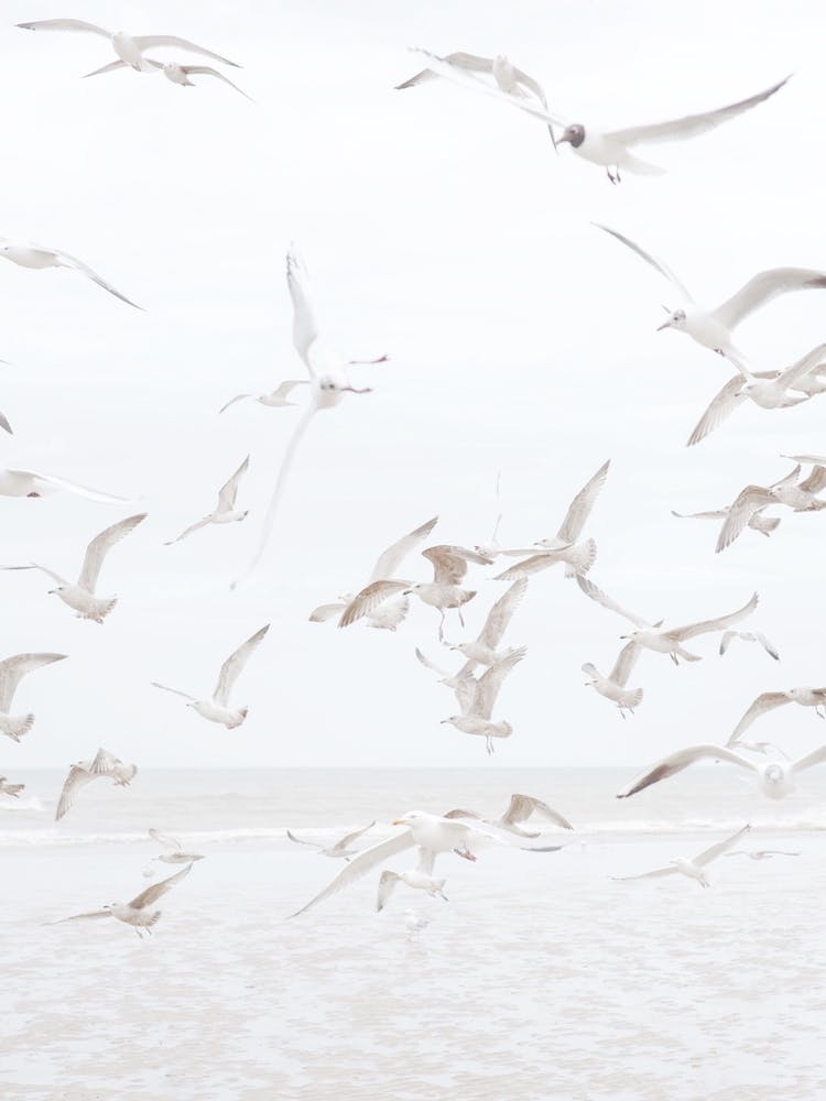 Seagulls Over Ocean