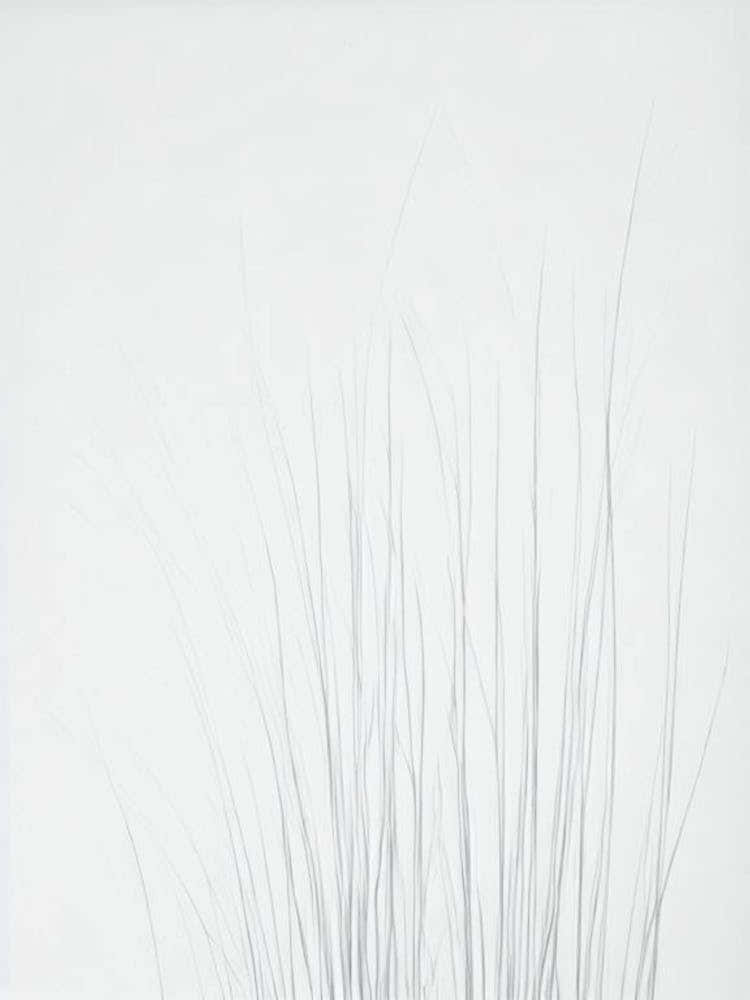 Sea Grasses Black & White Drawing