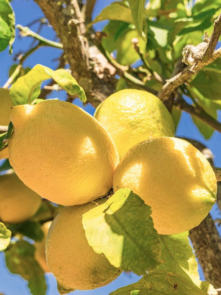 Lemon fruits hanging on tree branch with sunny blue sky background