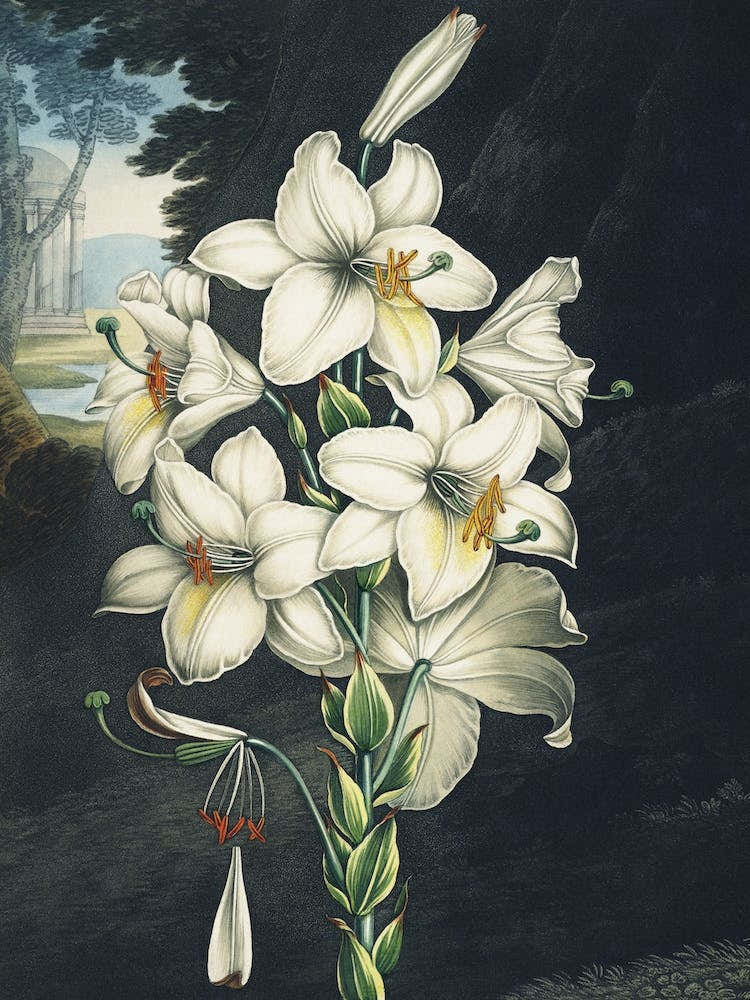 Vintage Thornton 2 White Lily