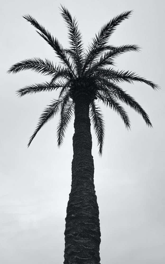 Palm Love