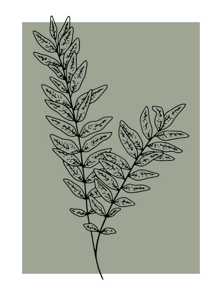 Fern Leaf