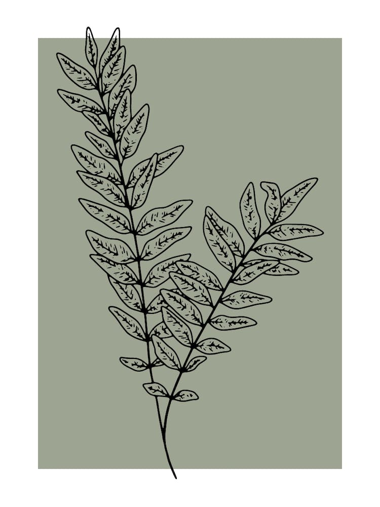 Fern Leaf