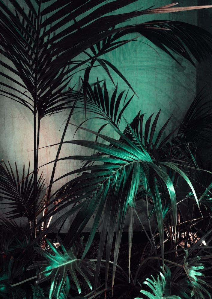 Palms In The Dark