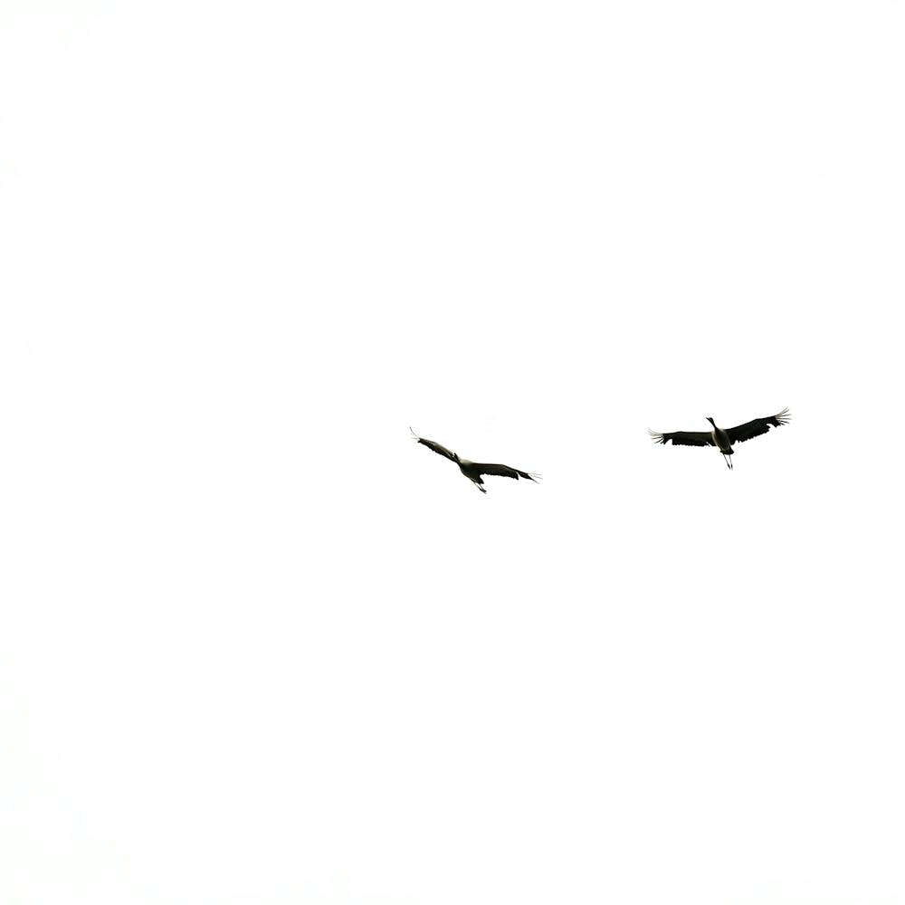 Birds In Flight
