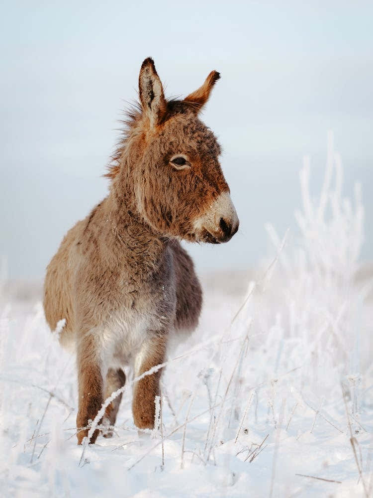 Winter Morning Donkey