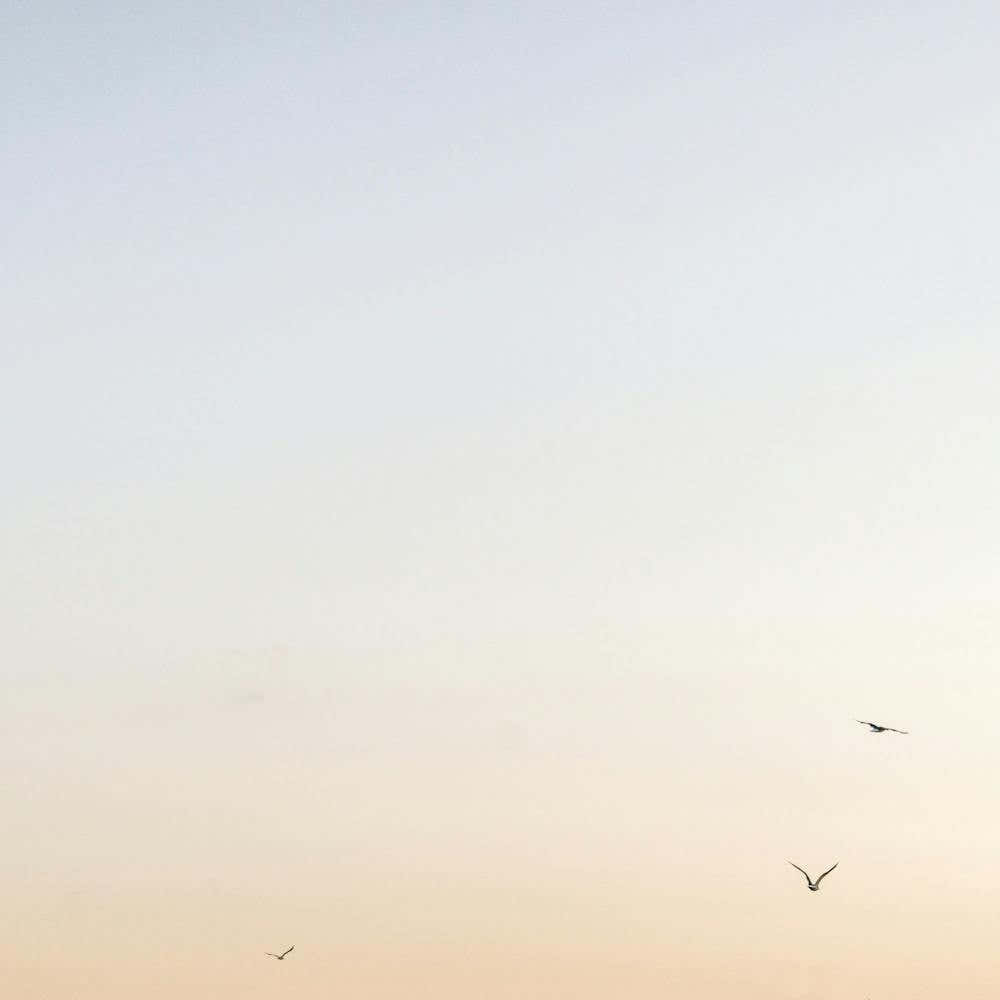 Three Gulls at Sunset