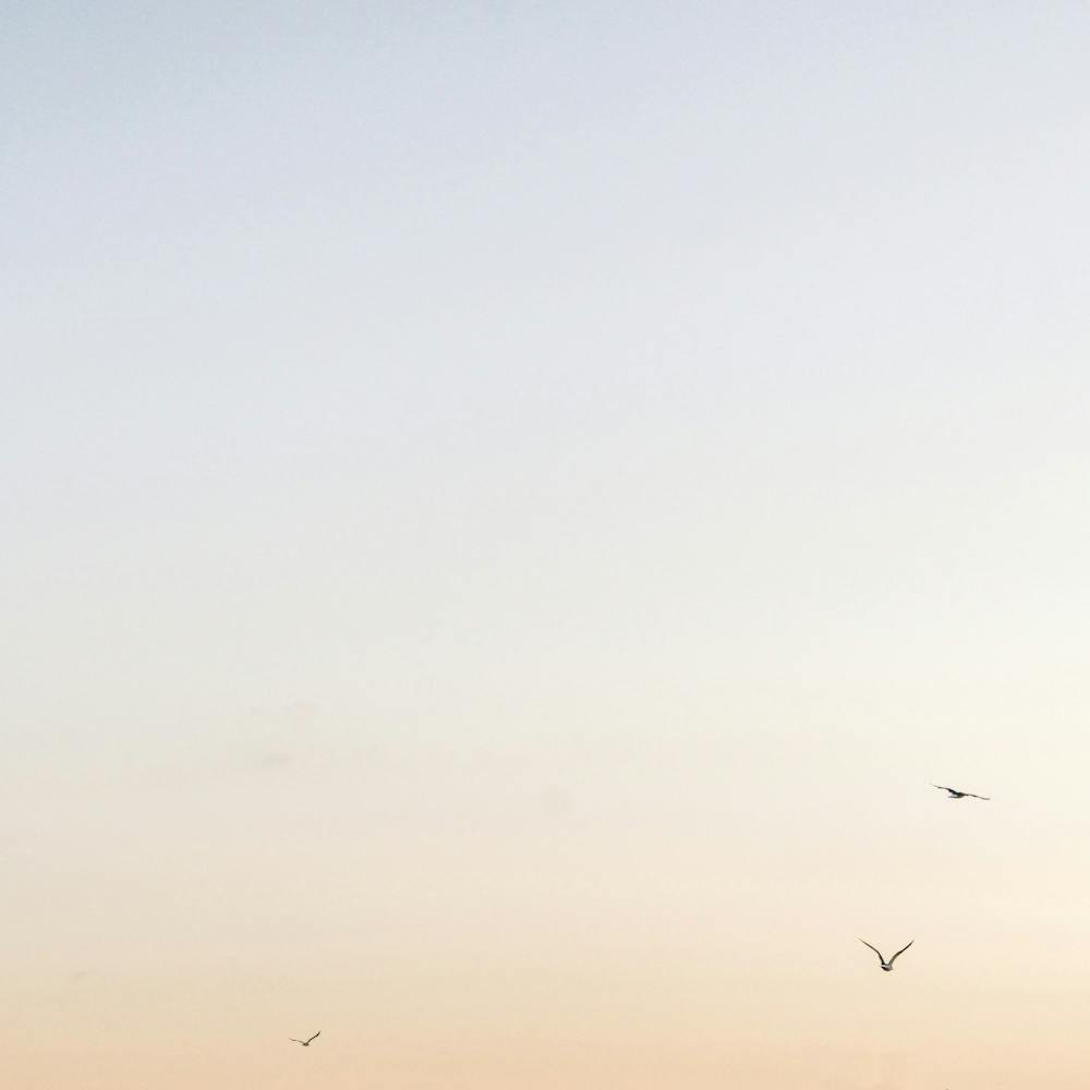 Three Gulls at Sunset