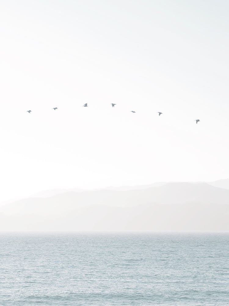 Birds Flying Over Ocean