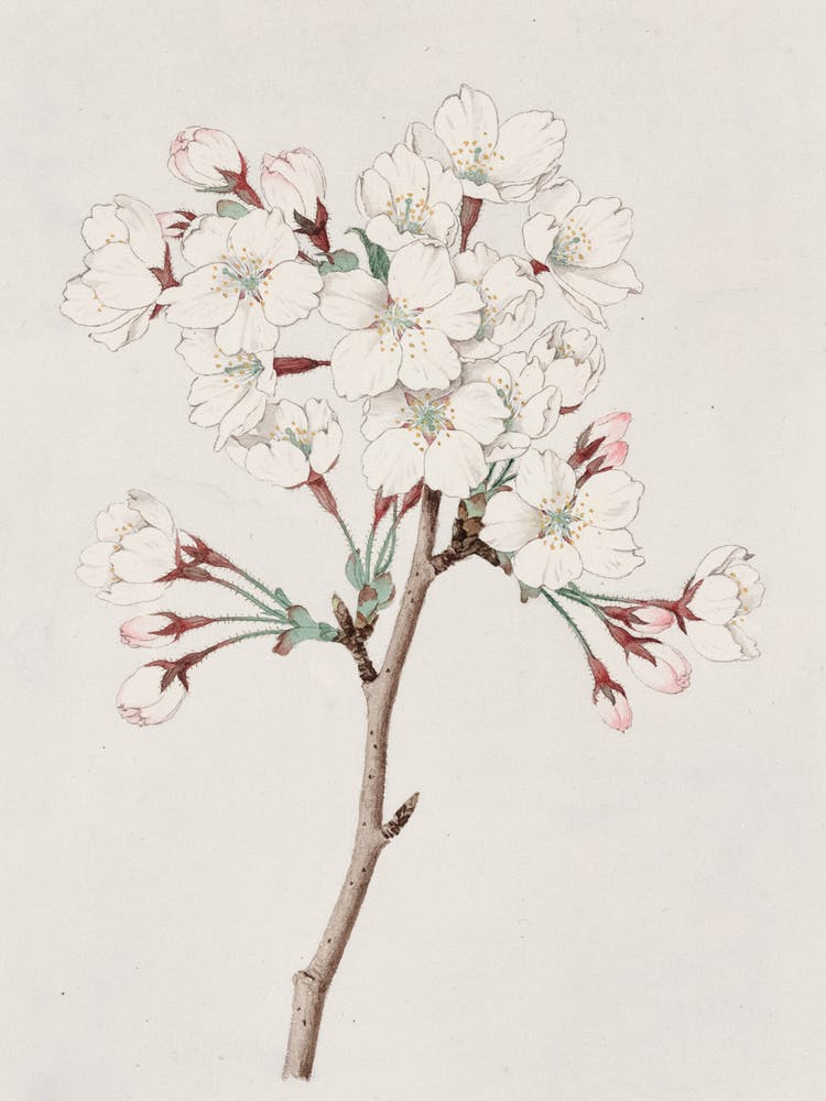 Cherry Blossoms
