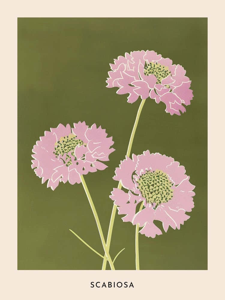Pink & Green Scabiosa 1 Flower Poster