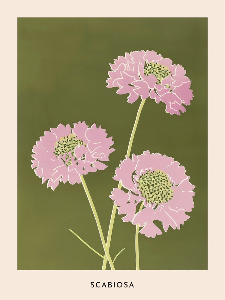 Pink & Green Scabiosa 1 Flower Poster