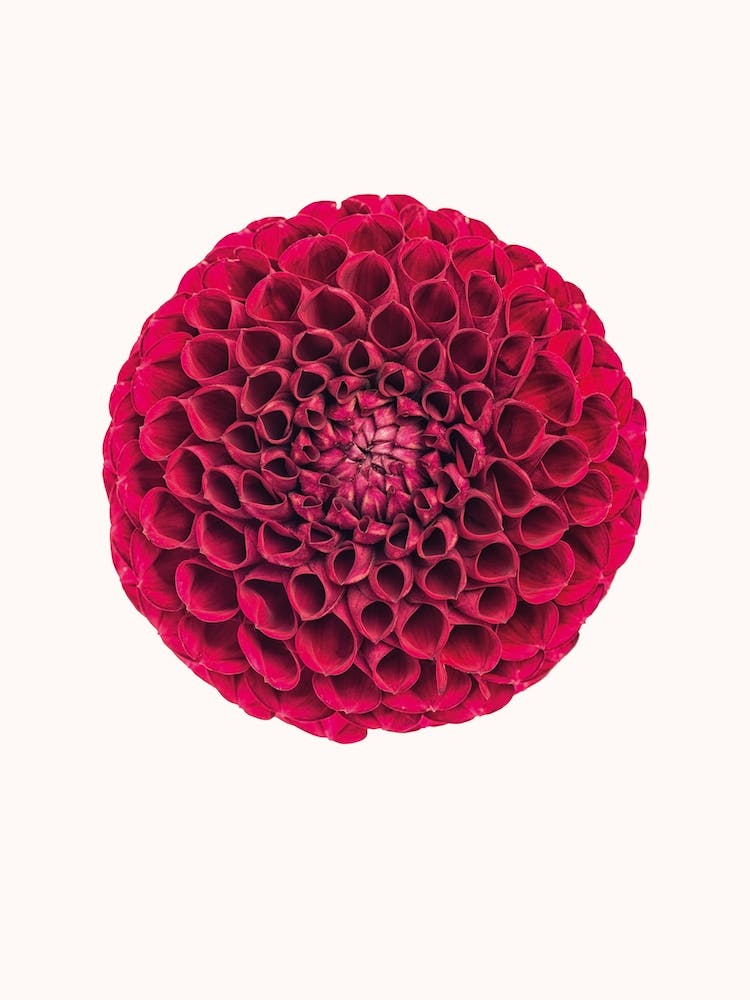 Flower III