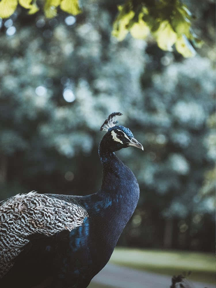 Peacock
