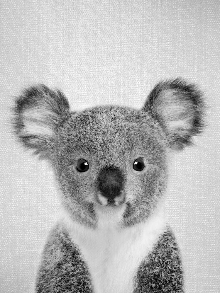 Baby Koala - Black & White