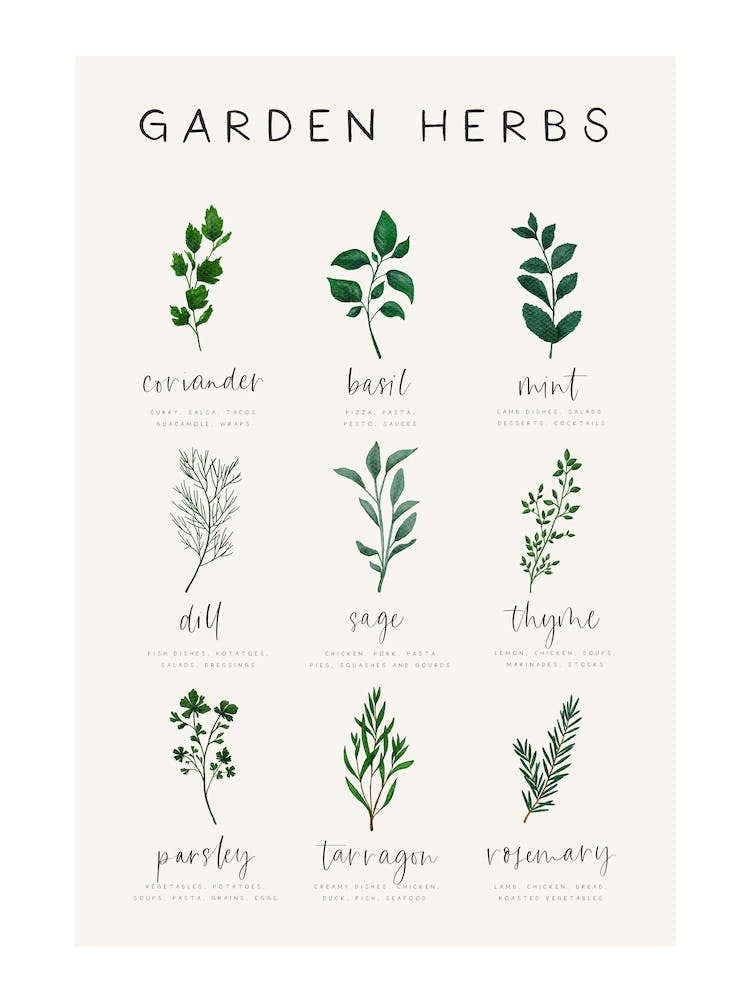 Garden Herbs And Kitchen Recipes