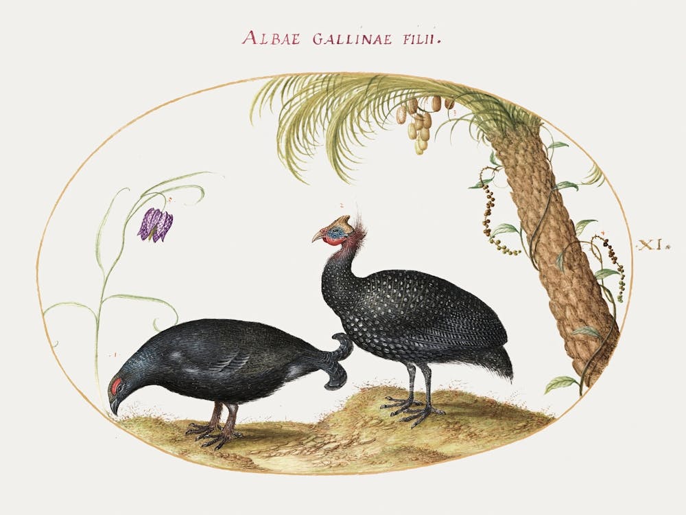 Pair Of Guinea Fowl With Palm Tree And Fritillaria (1575–1580), Joris Hoefnagel