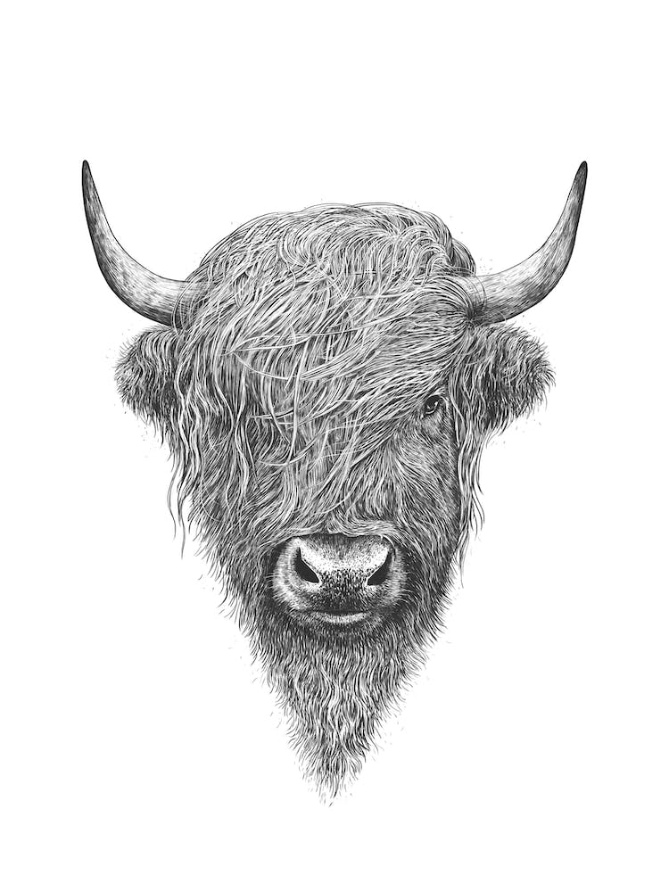 Highland Bull