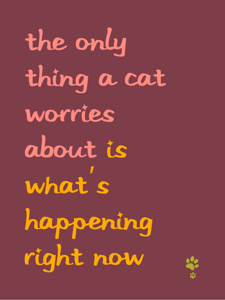 Only Thing A Cat Worries About Is What'S Happening Right Now