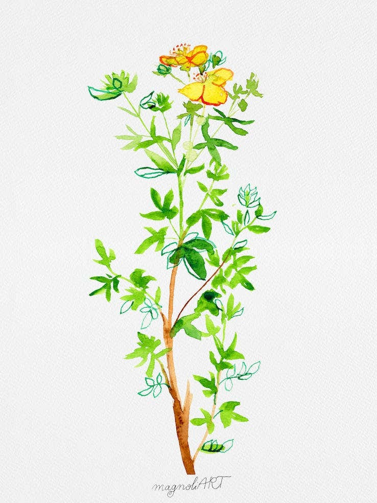 Yellow Potentilla or Cinquefoils watercolor artwork