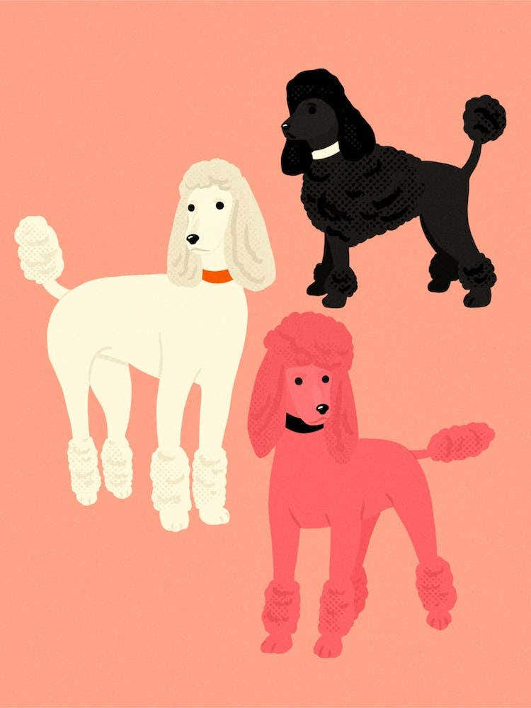Poodles